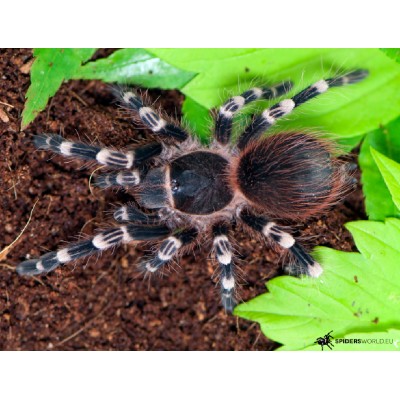 Tarantula de de rodillas blancas - Acanthoscurria geniculata Tarantula de de rodillas blancas - Acanthoscurria geniculata